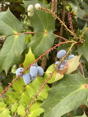 Berberis oiwakensis