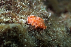 Yungia aurantiaca