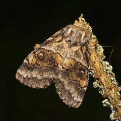 Gluphisia crenata