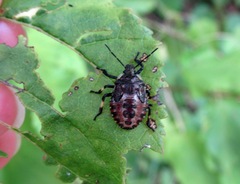 Pinthaeus sanguinipes