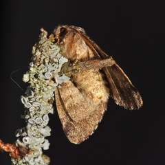 Gluphisia crenata