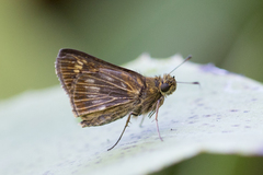 Vehilius celeus