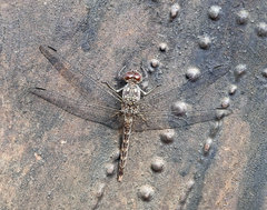 Bradinopyga strachani