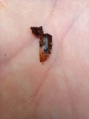 Dendroxena quadrimaculata