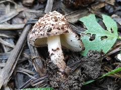 Lepiota