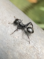 Cephalotes atratus