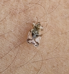 Corythucha marmorata