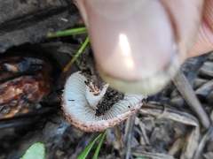 Lepiota