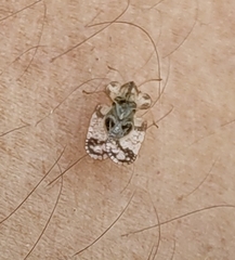 Corythucha marmorata