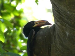 Lophoceros fasciatus