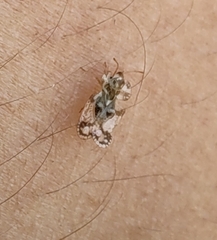 Corythucha marmorata