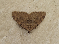 Nebula ibericata
