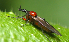 Dilophus nigrostigma