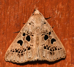 Herminodes atrosignata