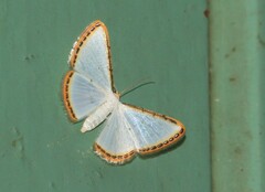 Leuciris fimbriaria