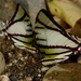 Great Kite-Swallowtail - Photo (c) Erick Noe Tapia Banda, some rights reserved (CC BY-NC), uploaded by Erick Noe Tapia Banda