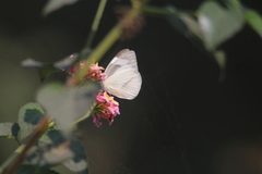 Appias libythea olferna