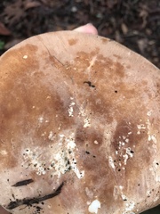 Leucopaxillus gentianeus
