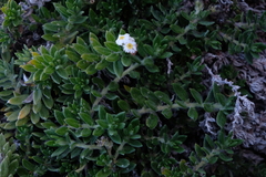 Euploca procumbens