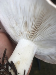 Leucopaxillus gentianeus