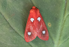 Hyperthaema sanguineata