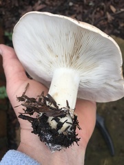 Leucopaxillus gentianeus