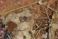 Spialia galba