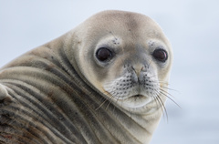 Leptonychotes weddellii