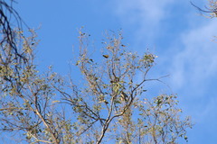 Leiothlypis ruficapilla