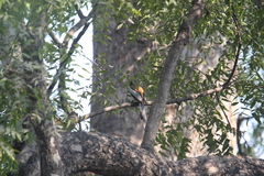 Dendrocitta vagabunda