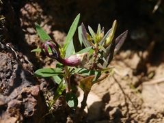 Ceropegia jainii