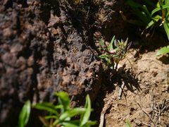 Ceropegia jainii