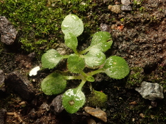 Arabidopsis thaliana