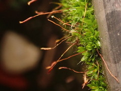 Tortula muralis muralis