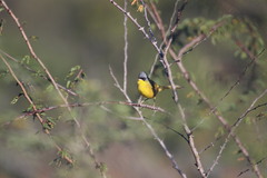 Geothlypis poliocephala