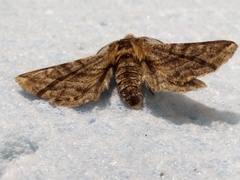 Apochima flabellaria