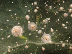 Aspidiotus hedericola