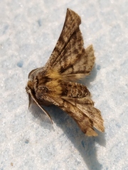 Apochima flabellaria