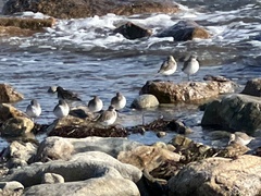 Calidris alpina