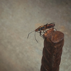 Oncopeltus unifasciatellus