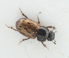 Chilothorax conspurcatus