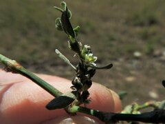 Polygonum achoreum