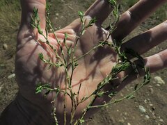 Polygonum aviculare
