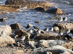 Calidris alpina