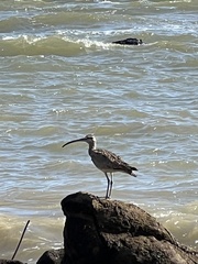 Numenius phaeopus hudsonicus