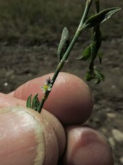 Polygonum aviculare