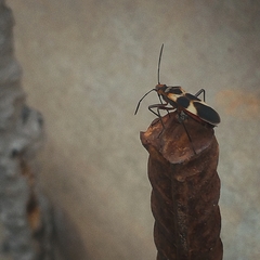 Oncopeltus unifasciatellus