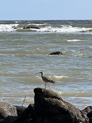 Numenius phaeopus hudsonicus