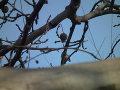 Phylloscopus proregulus