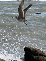 Numenius phaeopus hudsonicus